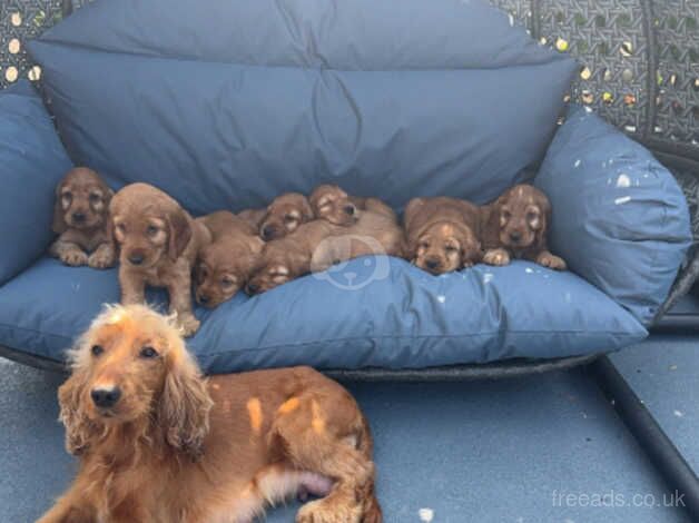 Stunning Show Cocker Spaniels for sale in Enniskillen, Fermanagh