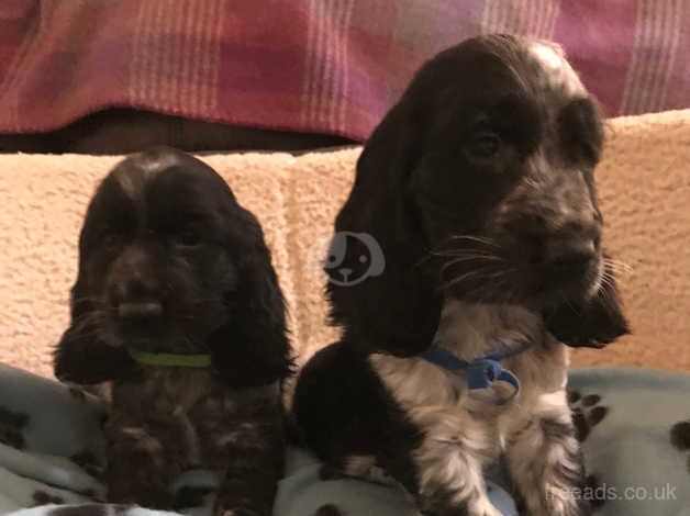 Stunning show type cocker spaniel puppies for sale in Carmarthen/Caerfyrddin, Carmarthenshire - Image 2