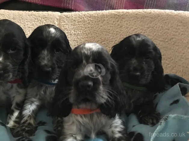 Stunning show type cocker spaniel puppies for sale in Carmarthen/Caerfyrddin, Carmarthenshire - Image 3