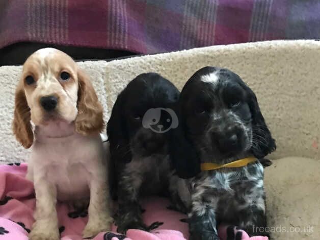 Stunning show type cocker spaniel puppies for sale in Carmarthen/Caerfyrddin, Carmarthenshire - Image 4