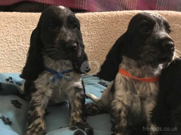 Stunning show type cocker spaniel puppies for sale in Carmarthen/Caerfyrddin, Carmarthenshire - Image 5