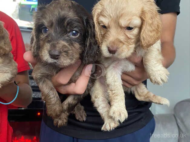 Stunning spaniel puppies for sale in Bromley, Bromley, Greater London - Image 1