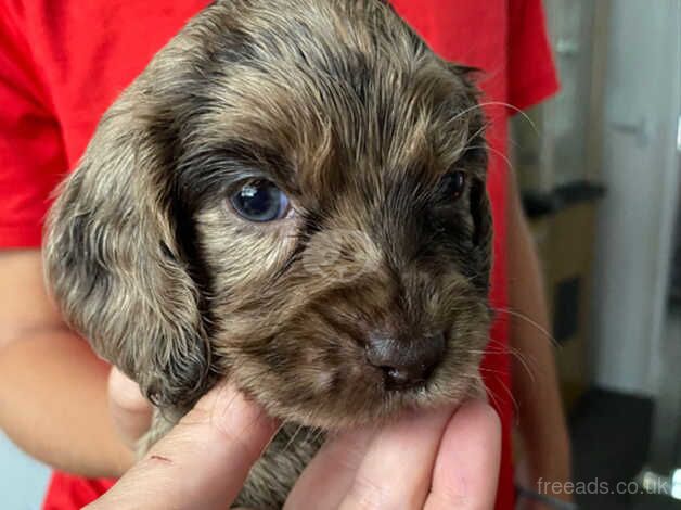 Stunning spaniel puppies for sale in Bromley, Bromley, Greater London - Image 4