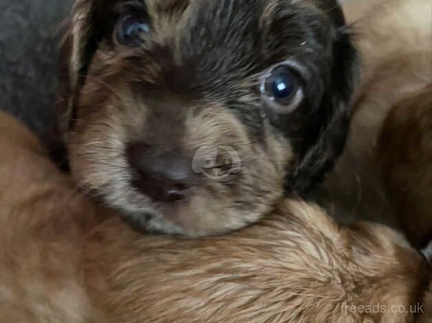 Stunning spaniel puppies for sale in Bromley, Bromley, Greater London - Image 5