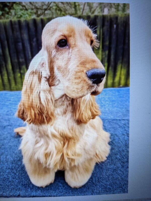 STUNNING well bred pure 'show' cocker spaniel puppies for sale in Llansanffraid-ym-Mechain, Powys - Image 5