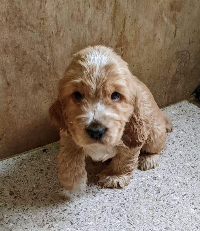 STUNNING well bred pure 'show' cocker spaniel puppies for sale in Llansanffraid-ym-Mechain, Powys - Image 6