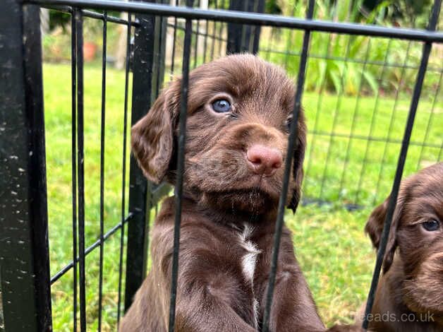 Stunning Working Cocker Spaniel Pups for sale in Bromyard, Herefordshire