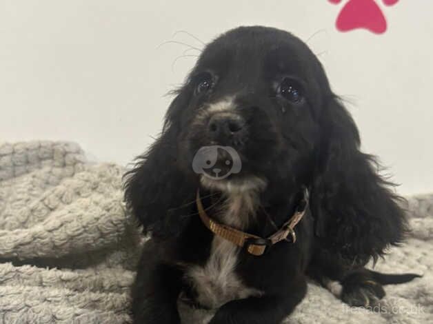 Stunning working cocker spaniels for sale in Middlesbrough, North Yorkshire - Image 2