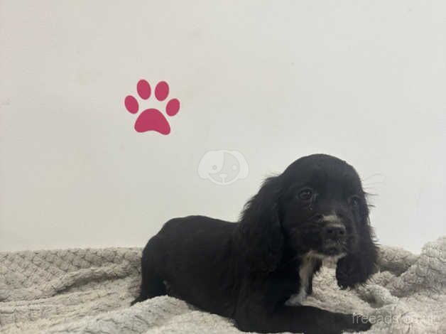 Stunning working cocker spaniels for sale in Middlesbrough, North Yorkshire - Image 3