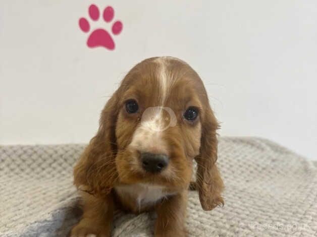 Stunning working cocker spaniels for sale in Middlesbrough, North Yorkshire - Image 4