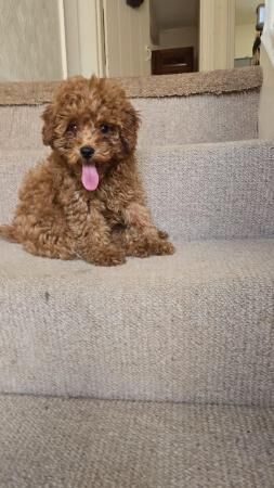 Super Tiny Pedigree Toy Poodles Puppies for sale in Clitheroe, Lancashire - Image 1