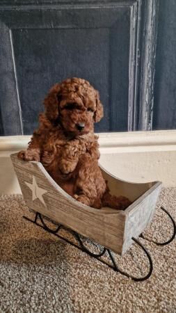 Super Tiny Pedigree Toy Poodles Puppies for sale in Clitheroe, Lancashire - Image 2