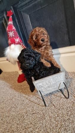 Super Tiny Pedigree Toy Poodles Puppies for sale in Clitheroe, Lancashire - Image 4