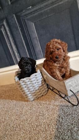 Super Tiny Pedigree Toy Poodles Puppies for sale in Clitheroe, Lancashire - Image 5