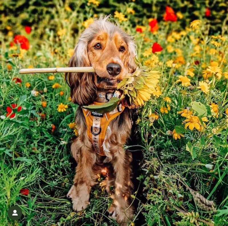 SYKEHEAD SHOW COCKER SPANIELS -2024 WAITING LIST NOW OPENED- VOTED BEST COCKER SPANIEL & LABRADOR BREEDER~CUMBRIA for sale in Carlisle, Cumbria - Image 1