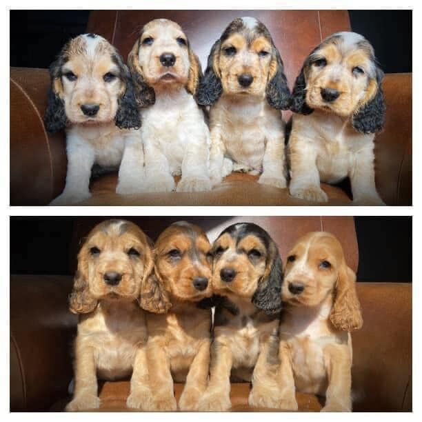 SYKEHEAD SHOW COCKER SPANIELS -2024 WAITING LIST NOW OPENED- VOTED BEST COCKER SPANIEL & LABRADOR BREEDER~CUMBRIA for sale in Carlisle, Cumbria - Image 2