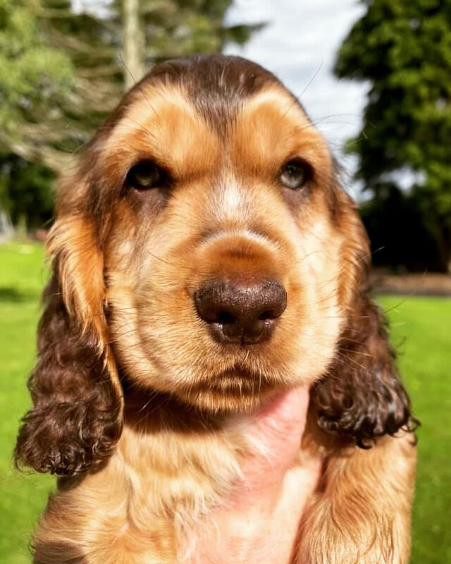 SYKEHEAD SHOW COCKER SPANIELS -2024 WAITING LIST NOW OPENED- VOTED BEST COCKER SPANIEL & LABRADOR BREEDER~CUMBRIA for sale in Carlisle, Cumbria - Image 3