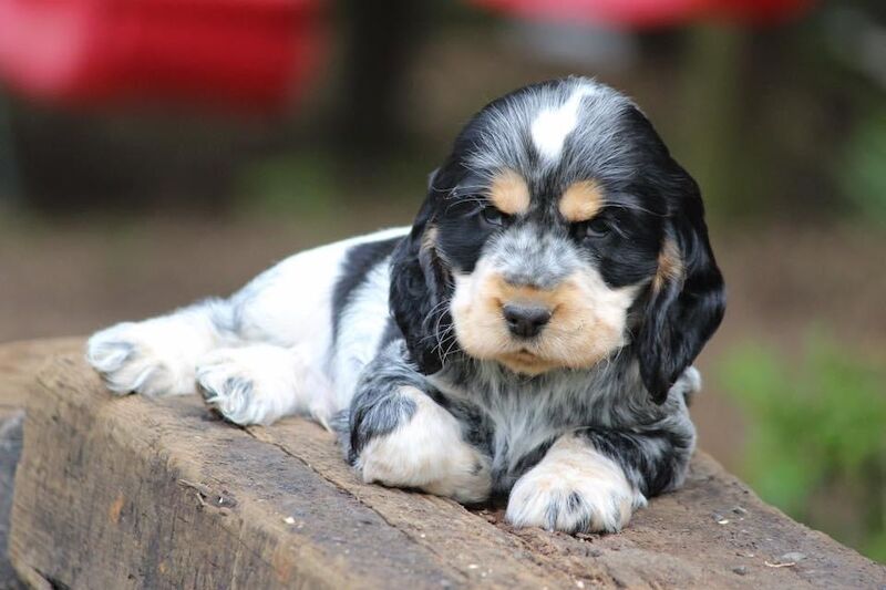 SYKEHEAD SHOW COCKER SPANIELS -2024 WAITING LIST NOW OPENED- VOTED BEST COCKER SPANIEL & LABRADOR BREEDER~CUMBRIA for sale in Carlisle, Cumbria - Image 4