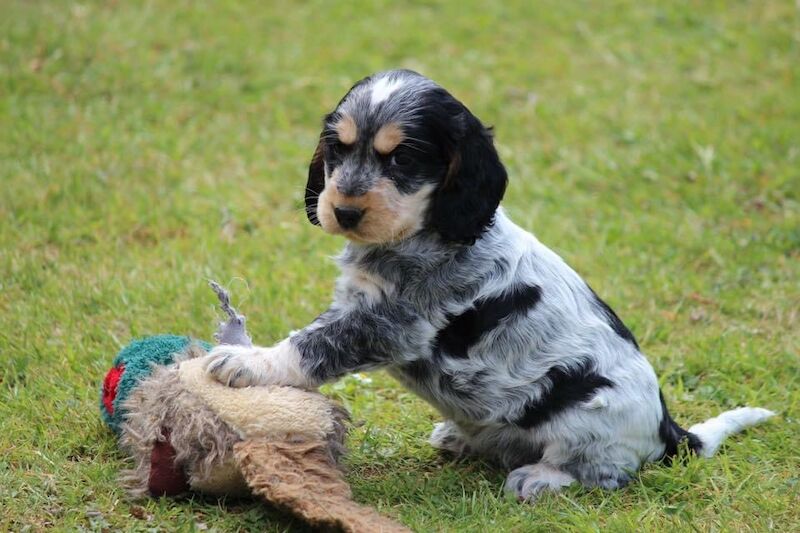 SYKEHEAD SHOW COCKER SPANIELS -2024 WAITING LIST NOW OPENED- VOTED BEST COCKER SPANIEL & LABRADOR BREEDER~CUMBRIA for sale in Carlisle, Cumbria - Image 5