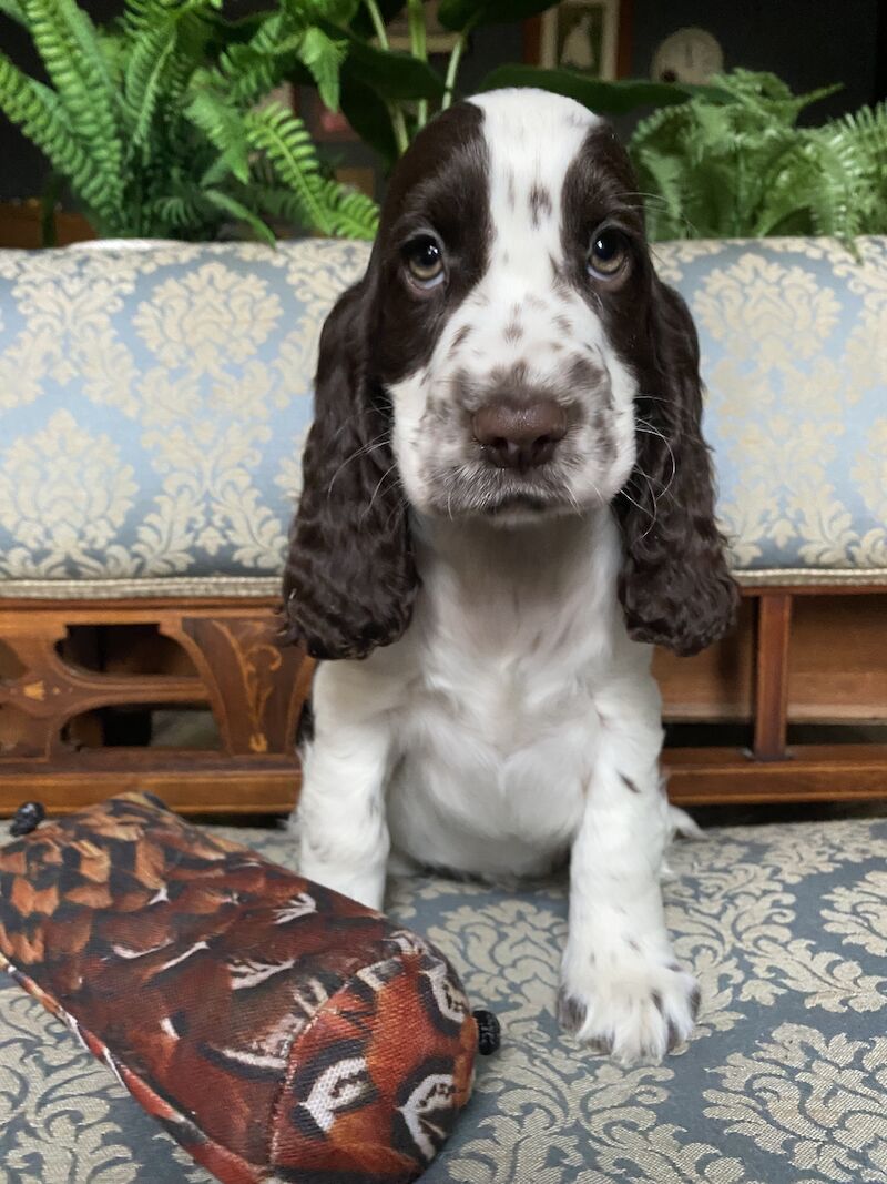 SYKEHEAD SHOW COCKER SPANIELS -2024 WAITING LIST NOW OPENED- VOTED BEST COCKER SPANIEL & LABRADOR BREEDER~CUMBRIA for sale in Carlisle, Cumbria - Image 6