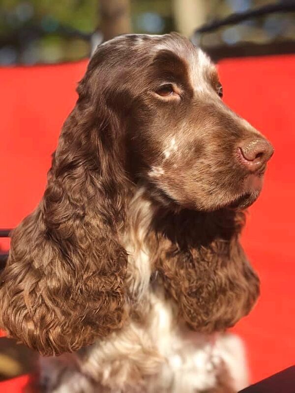 SYKEHEAD SHOW COCKER SPANIELS -2024 WAITING LIST NOW OPENED- VOTED BEST COCKER SPANIEL & LABRADOR BREEDER~CUMBRIA for sale in Carlisle, Cumbria - Image 8