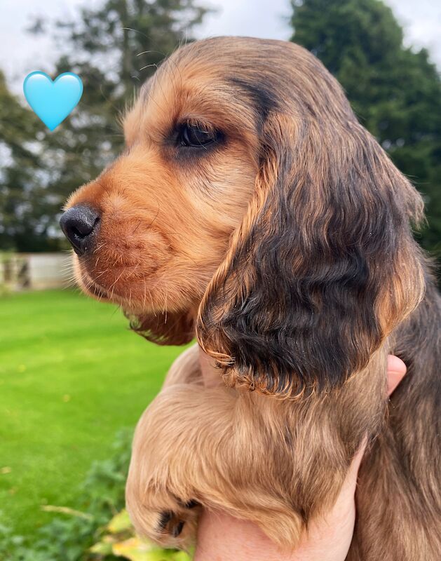 SYKEHEAD SHOW COCKER SPANIELS -2024 WAITING LIST NOW OPENED- VOTED BEST COCKER SPANIEL & LABRADOR BREEDER~CUMBRIA for sale in Carlisle, Cumbria - Image 9