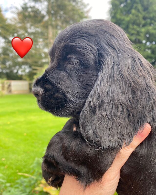 SYKEHEAD SHOW COCKER SPANIELS -2024 WAITING LIST NOW OPENED- VOTED BEST COCKER SPANIEL & LABRADOR BREEDER~CUMBRIA for sale in Carlisle, Cumbria - Image 10