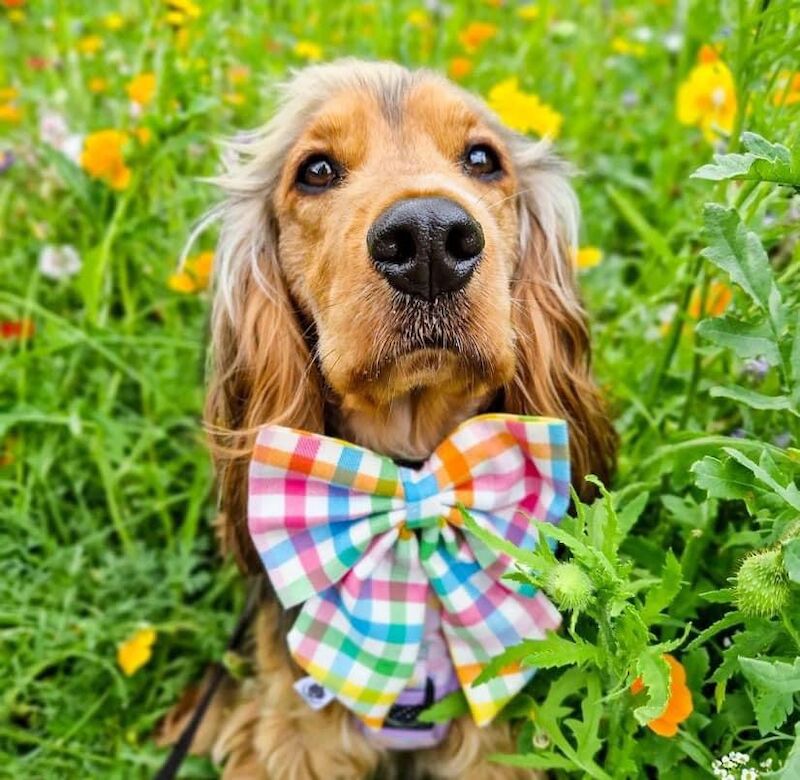 SYKEHEAD SHOW COCKER SPANIELS -2024 WAITING LIST NOW OPENED- VOTED BEST COCKER SPANIEL & LABRADOR BREEDER~CUMBRIA for sale in Carlisle, Cumbria - Image 11