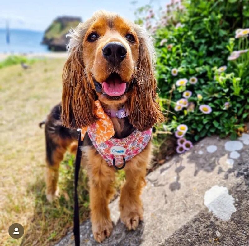 SYKEHEAD SHOW COCKER SPANIELS -2024 WAITING LIST NOW OPENED- VOTED BEST COCKER SPANIEL & LABRADOR BREEDER~CUMBRIA for sale in Carlisle, Cumbria - Image 12