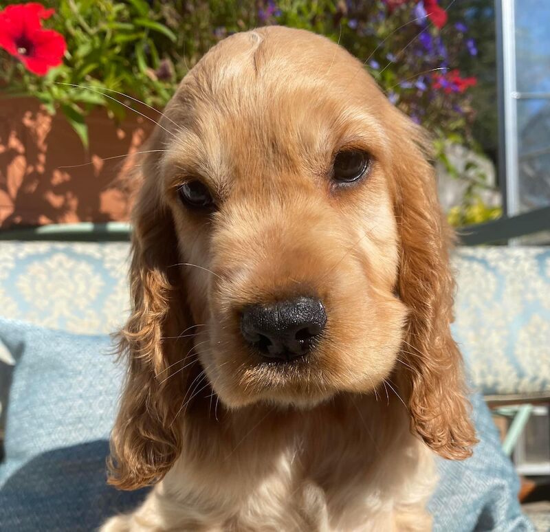 SYKEHEAD SHOW COCKER SPANIELS -2024 WAITING LIST NOW OPENED- VOTED BEST COCKER SPANIEL & LABRADOR BREEDER~CUMBRIA for sale in Carlisle, Cumbria - Image 13