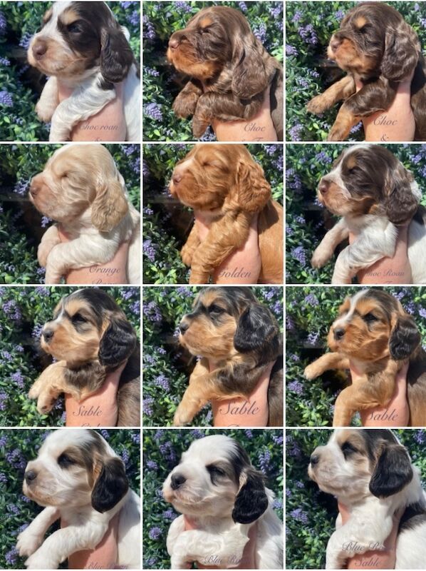 SYKEHEAD SHOW COCKER SPANIELS HAVE ARRIVED for sale in Carlisle, Cumbria