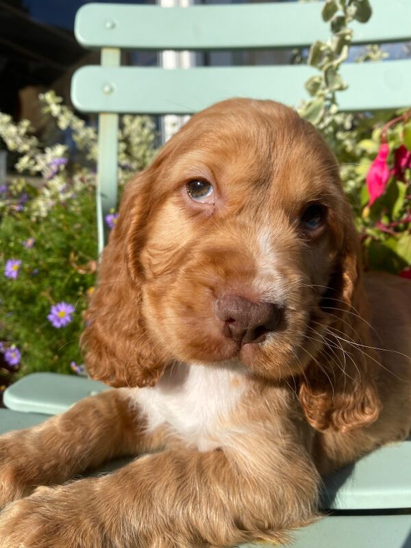 SYKEHEAD SHOW COCKER SPANIELS HAVE ARRIVED for sale in Carlisle, Cumbria - Image 1