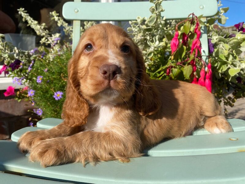 SYKEHEAD SHOW COCKER SPANIELS HAVE ARRIVED for sale in Carlisle, Cumbria - Image 2