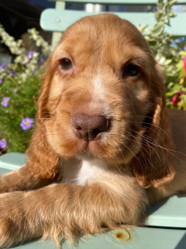 KC Registered Cocker Spaniel Puppies for sale in Cumbria