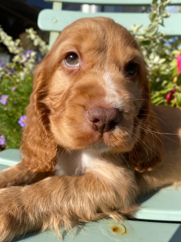 Cocker Spaniel Puppies for sale