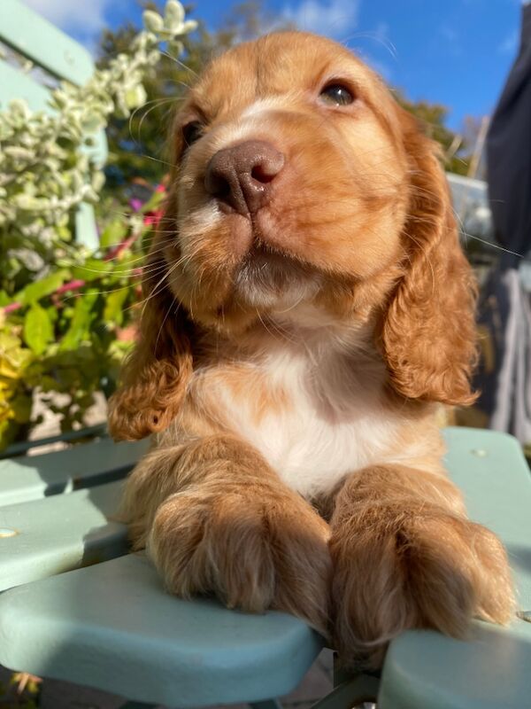 SYKEHEAD SHOW COCKER SPANIELS HAVE ARRIVED for sale in Carlisle, Cumbria - Image 5