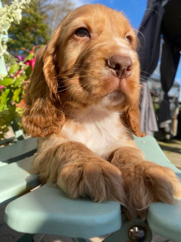 SYKEHEAD SHOW COCKER SPANIELS HAVE ARRIVED for sale in Carlisle, Cumbria - Image 6