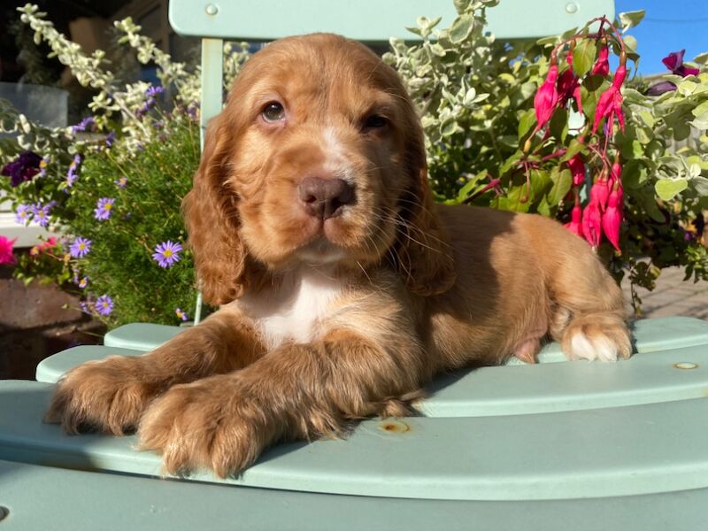 SYKEHEAD SHOW COCKER SPANIELS HAVE ARRIVED for sale in Carlisle, Cumbria - Image 7