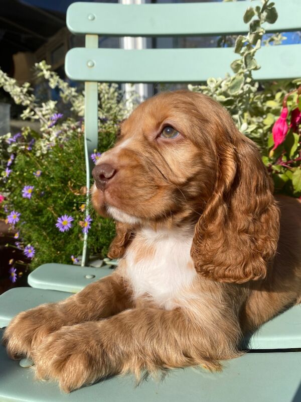 SYKEHEAD SHOW COCKER SPANIELS HAVE ARRIVED for sale in Carlisle, Cumbria - Image 8