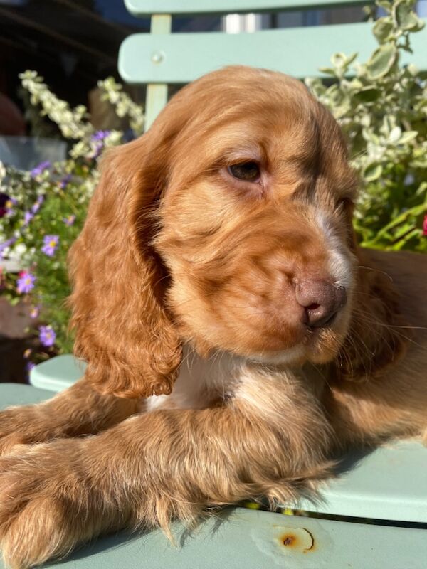 SYKEHEAD SHOW COCKER SPANIELS HAVE ARRIVED for sale in Carlisle, Cumbria - Image 9