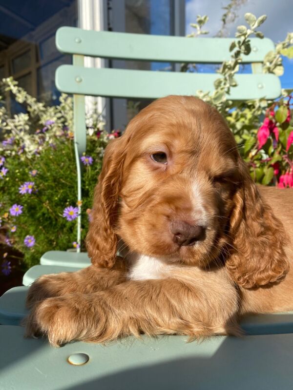 SYKEHEAD SHOW COCKER SPANIELS HAVE ARRIVED for sale in Carlisle, Cumbria - Image 10