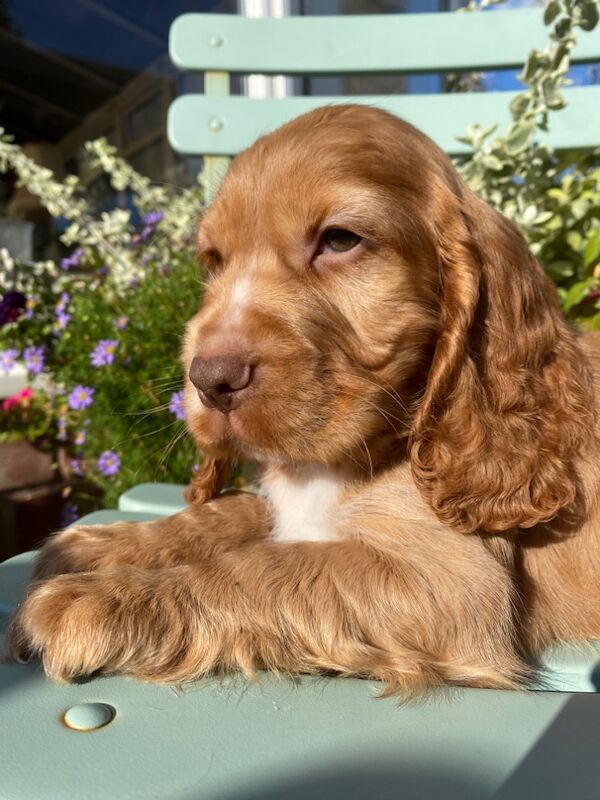 SYKEHEAD SHOW COCKER SPANIELS HAVE ARRIVED for sale in Carlisle, Cumbria - Image 11