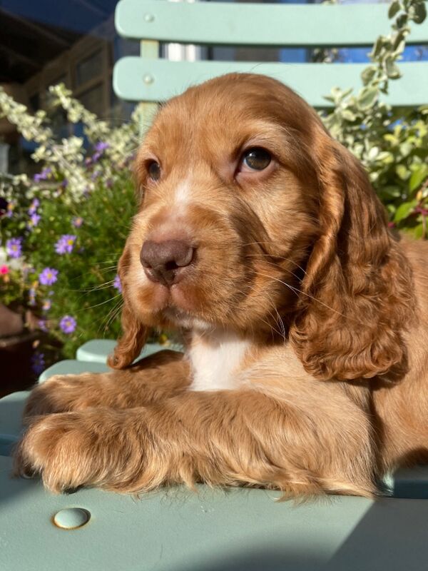 SYKEHEAD SHOW COCKER SPANIELS HAVE ARRIVED for sale in Carlisle, Cumbria - Image 12