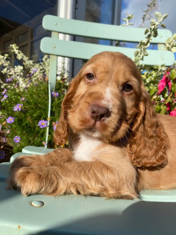 SYKEHEAD SHOW COCKER SPANIELS HAVE ARRIVED for sale in Carlisle, Cumbria - Image 13