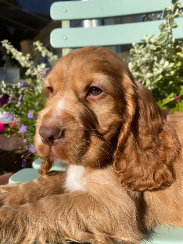 SYKEHEAD SHOW COCKER SPANIELS HAVE ARRIVED for sale in Carlisle, Cumbria - Image 14