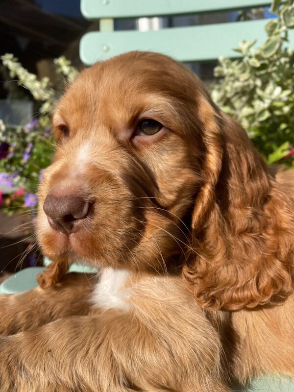 SYKEHEAD SHOW COCKER SPANIELS HAVE ARRIVED for sale in Carlisle, Cumbria - Image 15