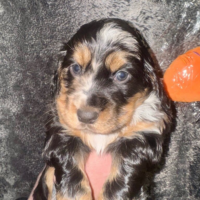 🐶 The Perfect 4 FTCH Champion Merle Cutie Pies 🐶 for sale in Dundee, City of Dundee