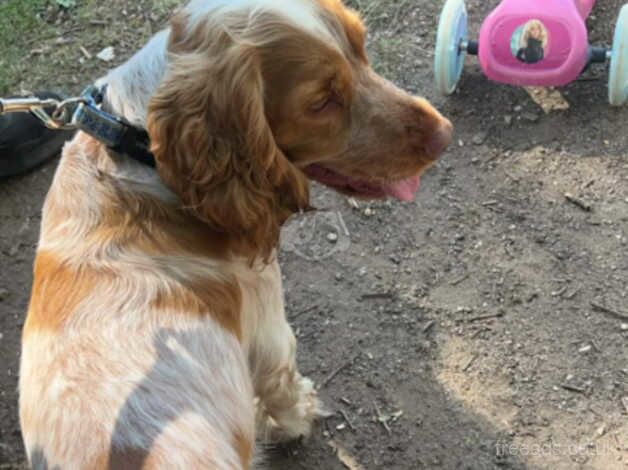 to good home cocker spaniel 1 year half old for sale in Banbury, Oxfordshire