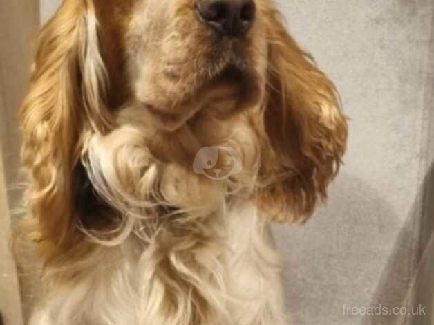 Top quality KC reg show Cocker Spaniel boy for sale in Doncaster, South Yorkshire - Image 2