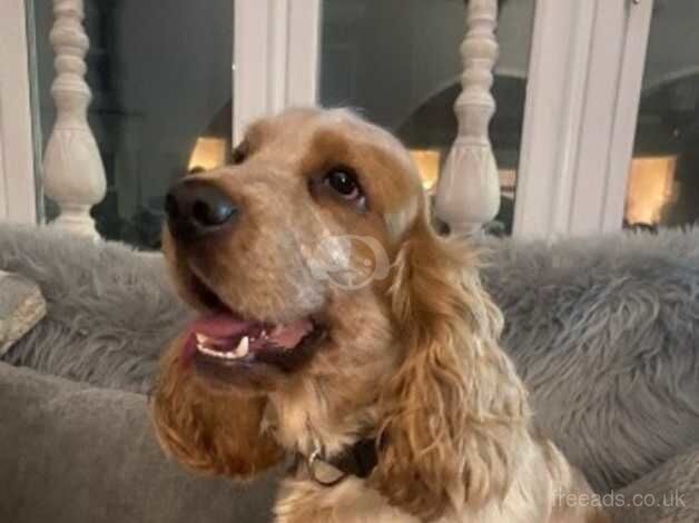 Top quality KC reg show Cocker Spaniel boy for sale in Doncaster, South Yorkshire - Image 5